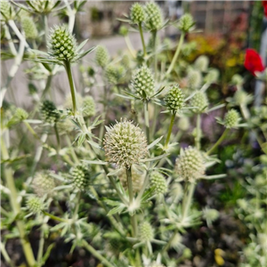 Eryngium Planum 'White Glitter'